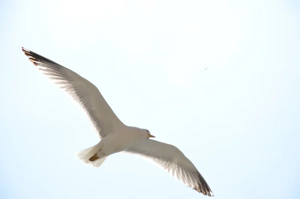 白鴎 — ストック写真