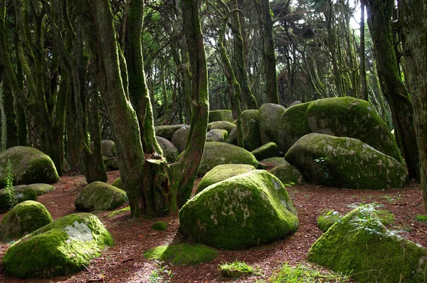 岩石和辛特拉森林里的苔藓 — 图库照片