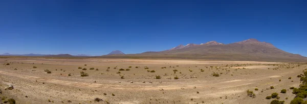 Peruvian highland, lake and vicuñas — Stock Photo, Image