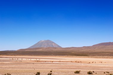 Vicuñas under Misti volcano