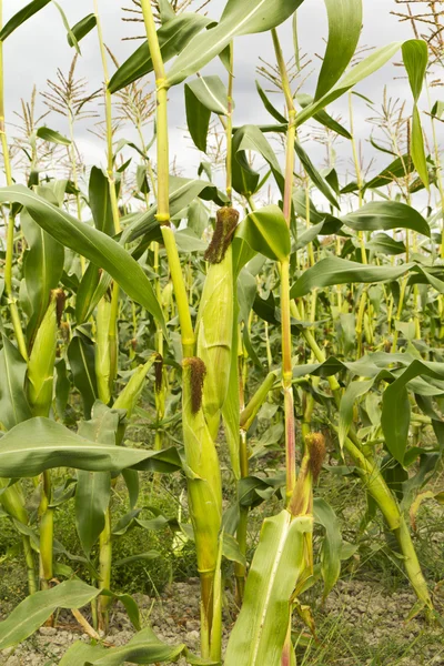 corn field, corn on the cob — Stock Photo © actionbleem #28135327