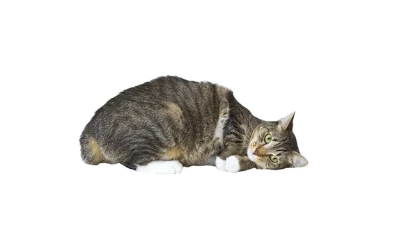 Cabello gris Tabby Cat —  Fotos de Stock