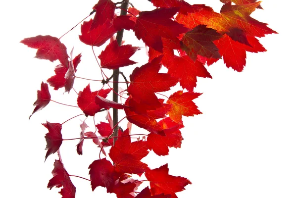 Rote Ahornblätter — Stockfoto
