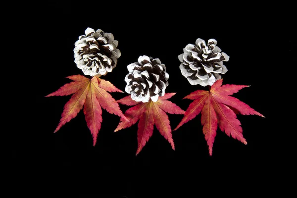 秋の葉およびマツ円錐形 — ストック写真