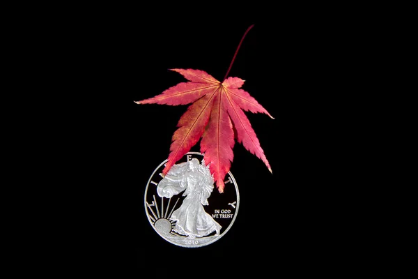 Silver och maple leaf — Stockfoto