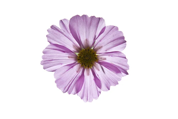 野生の紫色の花 — ストック写真