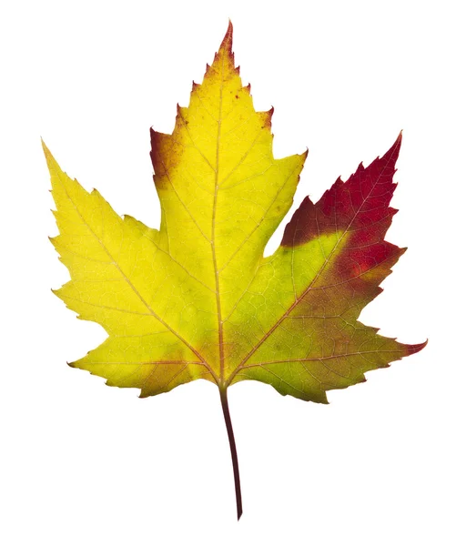 Renkler sonbahar-akçaağaç yaprağı — Stok fotoğraf