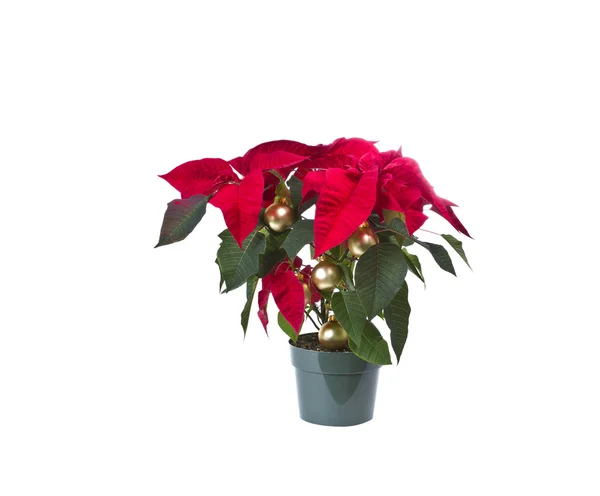 Holiday Flower — Stock Photo, Image