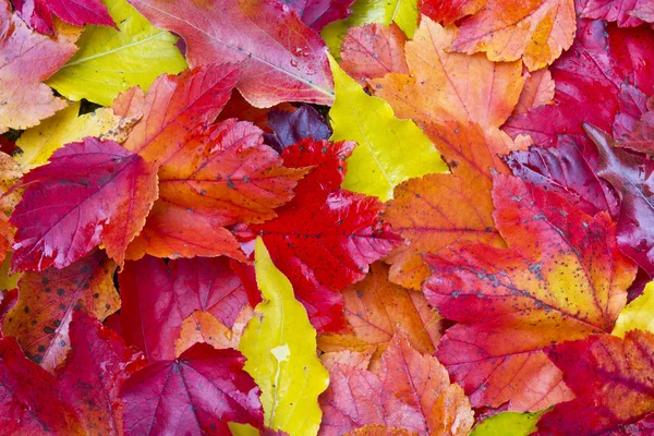 Sista hösten bladverk — Stockfoto