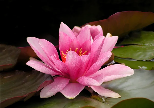 Różowa lilia woda — Zdjęcie stockowe