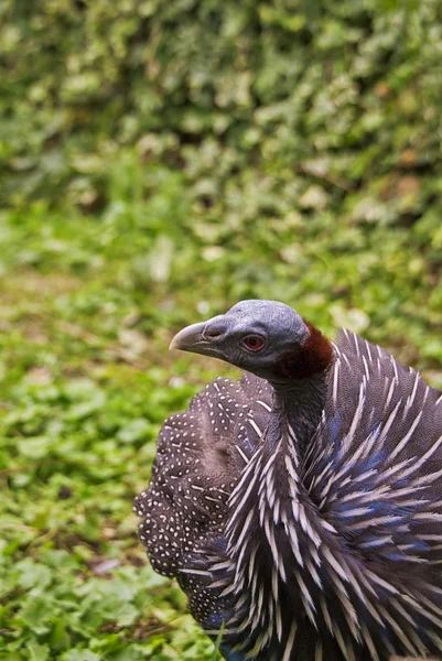 Vulturine Guineafowl — 스톡 사진