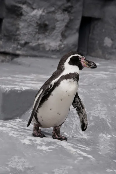 Wandelen pinguïn — Stockfoto