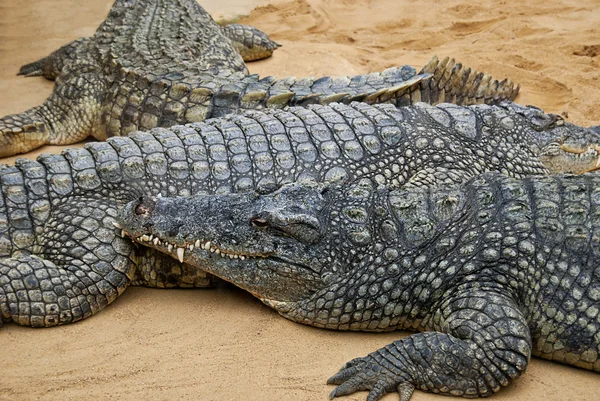 stock image Crocodiles