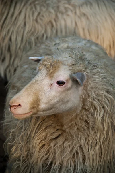 Unschuldige Schafe — Stockfoto