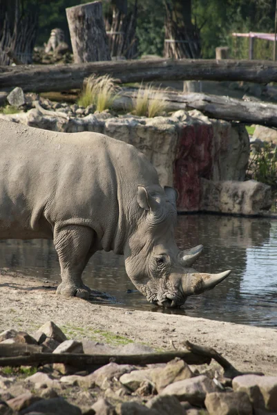 Носорог питьевая вода — стоковое фото