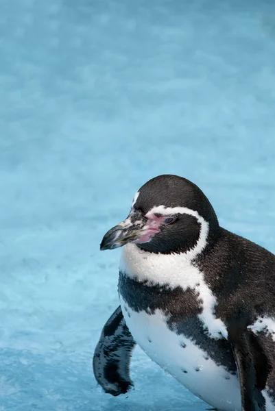 Pinguim-de-magalhães — Fotografia de Stock
