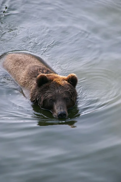 Urso de natação — Fotografia de Stock