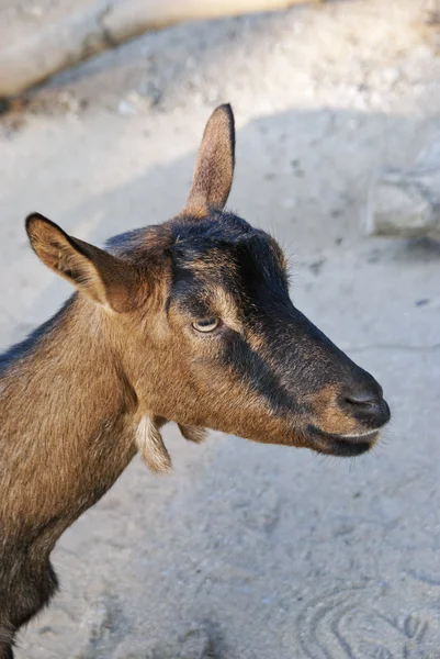 Brązowy koza — Zdjęcie stockowe