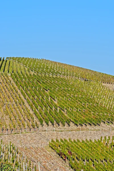 Wijn veld — Stockfoto