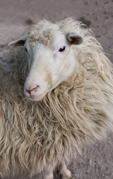 Закрыть овцу — стоковое фото
