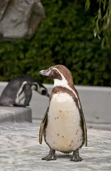 棕色麦哲伦企鹅 — 图库照片