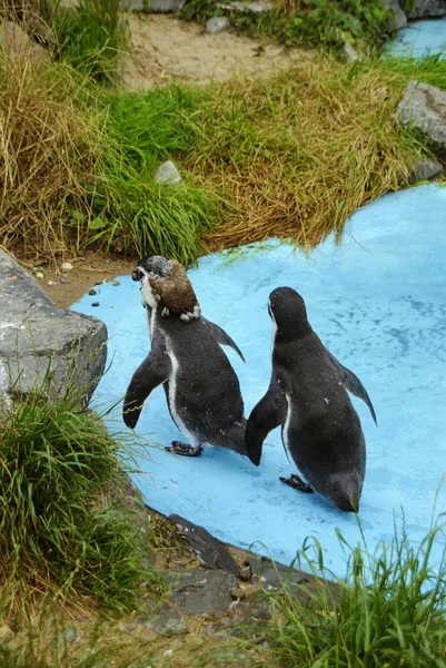 Pinguins de magalhães — Fotografia de Stock