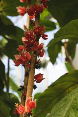 Goethea Cauliflora