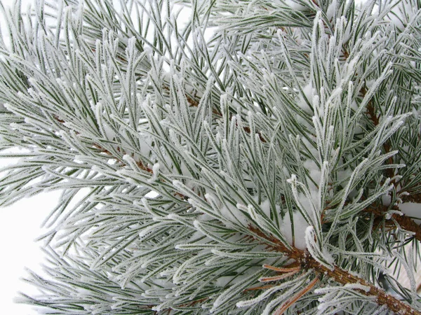 Zasněžený vánoční strom — Stock fotografie