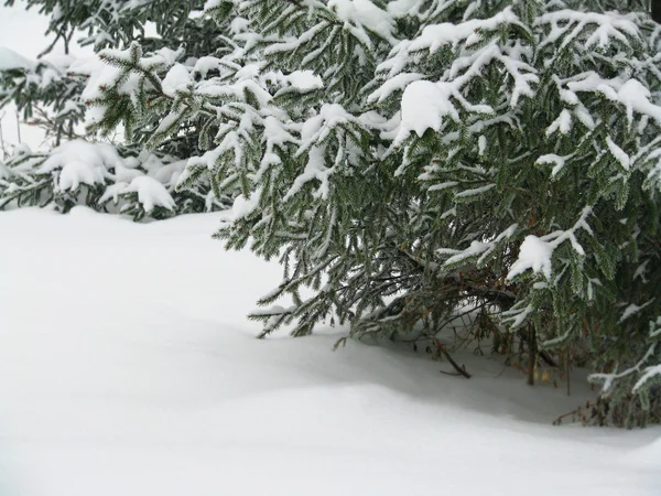 stock image Snowy christmas tree