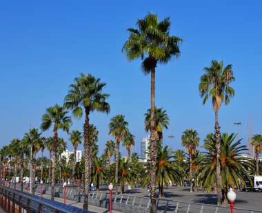 Palm trees over blue sky clipart