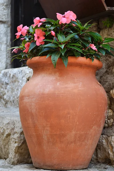 Рожеві квіти в старій вазі — стокове фото