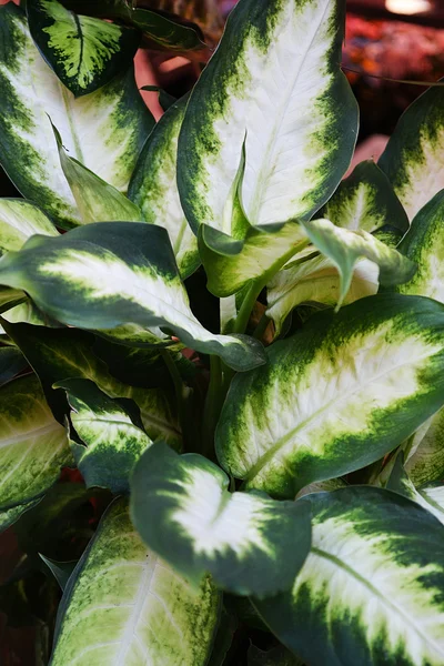 stock image Plant with big leaves