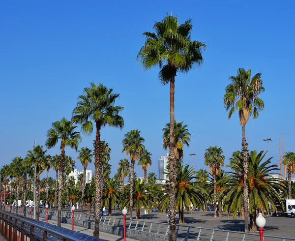 Palm trees over blue sky — Stock Photo, Image