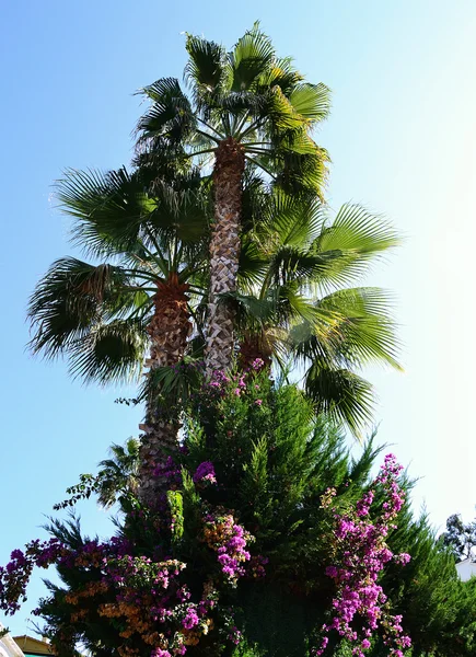 stock image Palm trees over blue sky