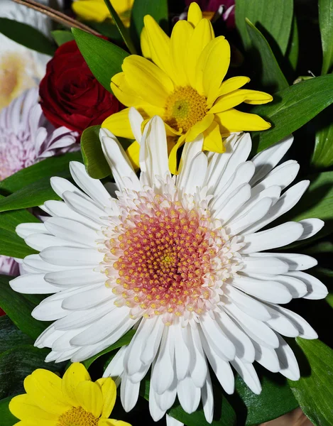Bir buket kasımpatı çiçeği — Stok fotoğraf