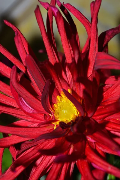 Kırmızı Kasımpatı çiçeği — Stok fotoğraf