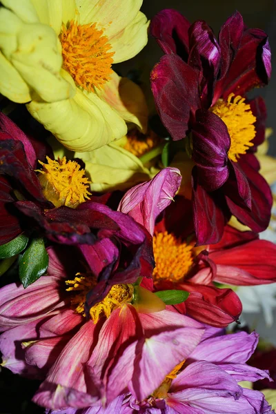 Barevné chrysanthemum květiny — Stock fotografie