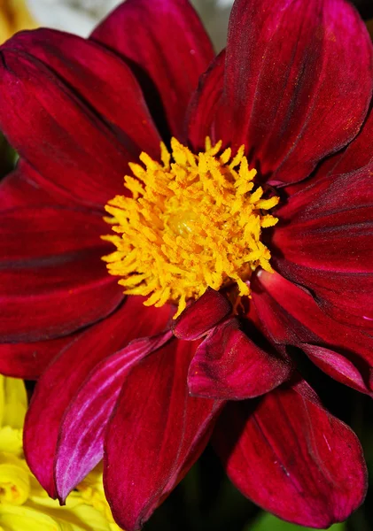 Цветок красной хризантемы — стоковое фото