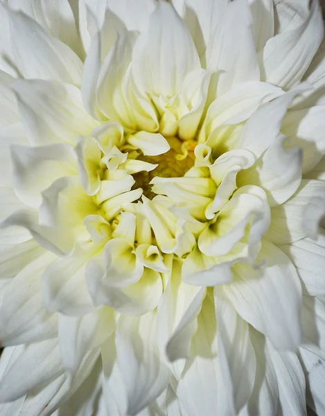 Beyaz kasımpatı çiçeği — Stok fotoğraf