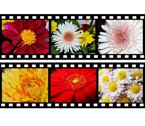 Film şeridi ile çiçek resimleri — Stok fotoğraf