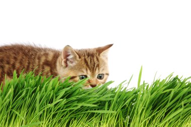 Cat behind grass clipart