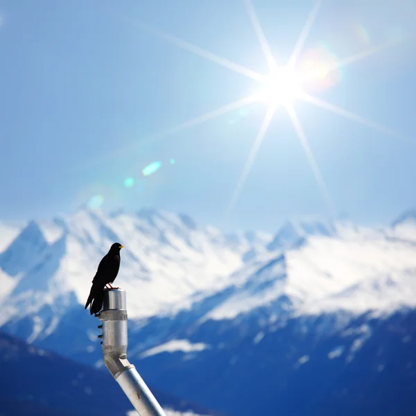 Bergen starling vogel — Stockfoto