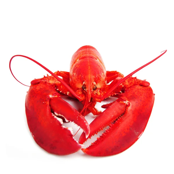 Isolated lobster — Stock Photo, Image