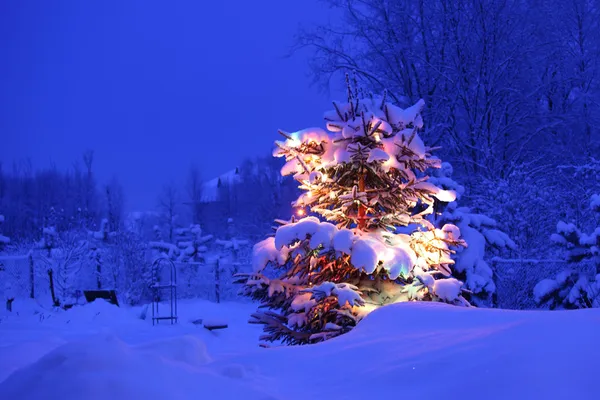Winter pijnboom — Stockfoto