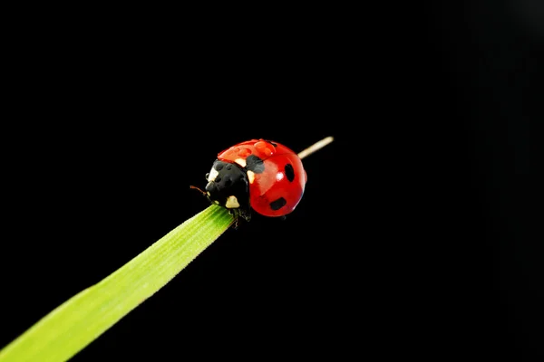 Ladybug diisolasi pada hitam — Stok Foto