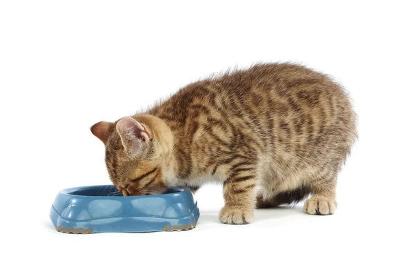 Kočka jíst — Stock fotografie