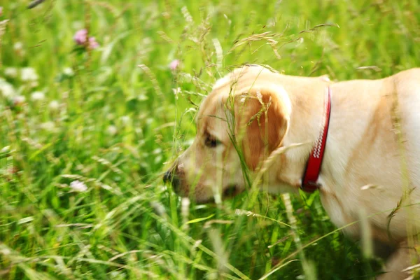 Cão jogar na grama — Fotografia de Stock