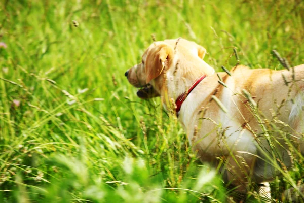 잔디에 개 놀이 — 스톡 사진