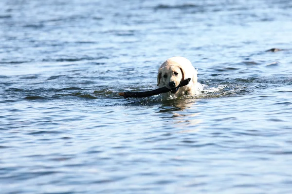 Παιχνίδι σκύλος στο νερό — Φωτογραφία Αρχείου