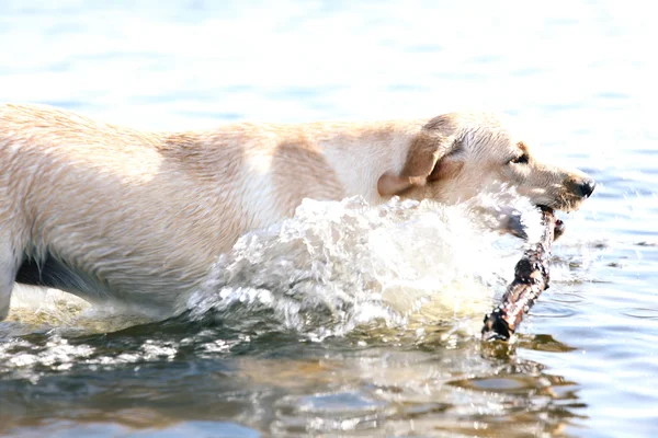 Собаки играют в воде — стоковое фото